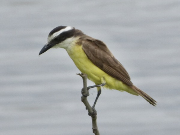 Foto Benteveo Común