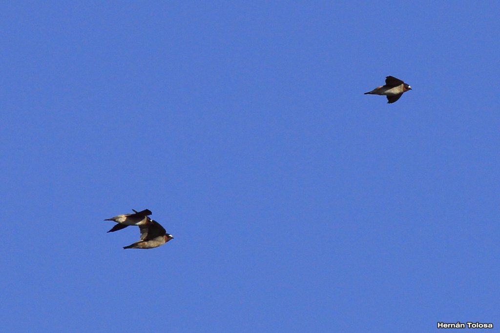 Foto Golondrina Rabadilla Canela
