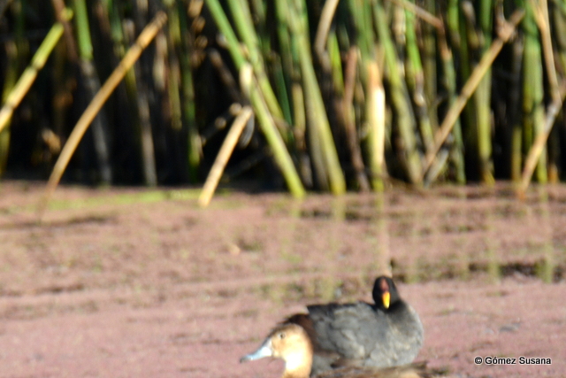 Foto Gallareta Escudete Rojo