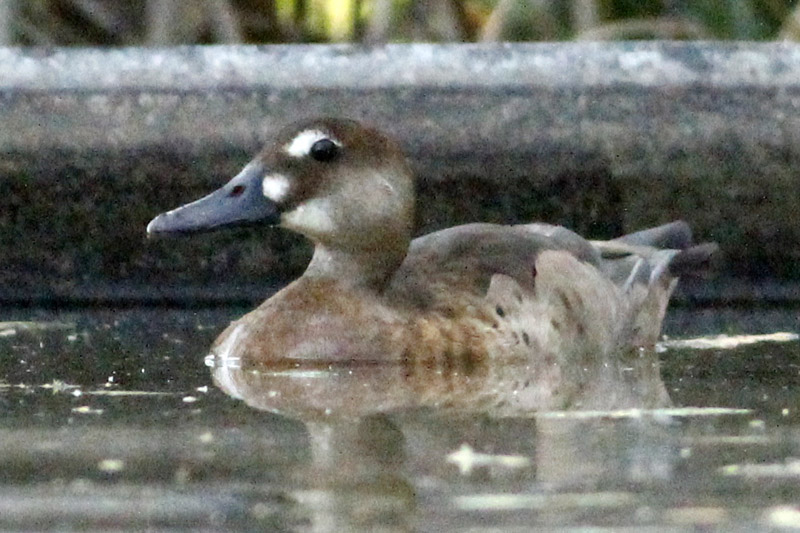 Foto Pato Cutirí