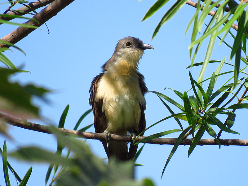 Photo Cuclillo Canela