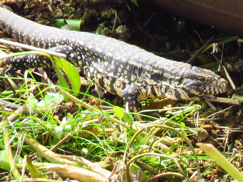Foto Lagarto Overo