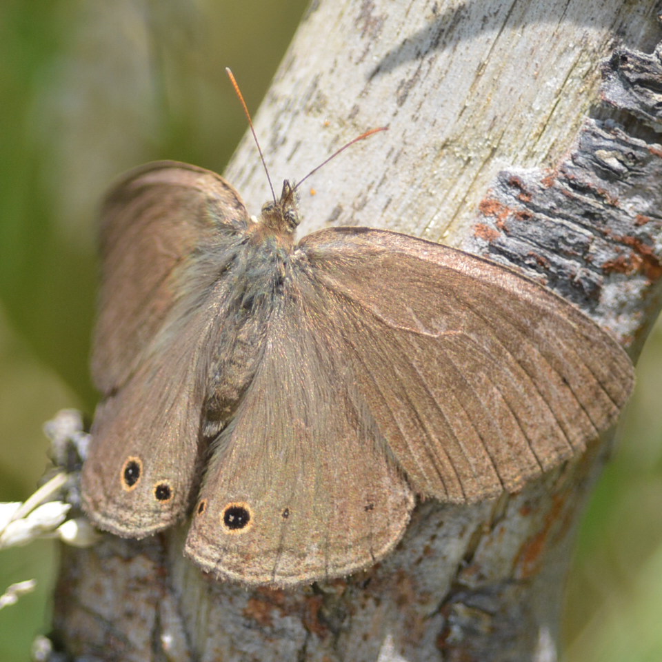 Foto Marrón del Pastizal