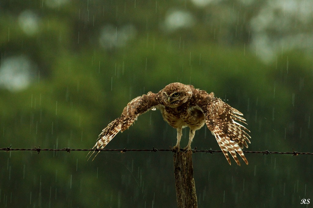 Foto Lechucita Vizcachera