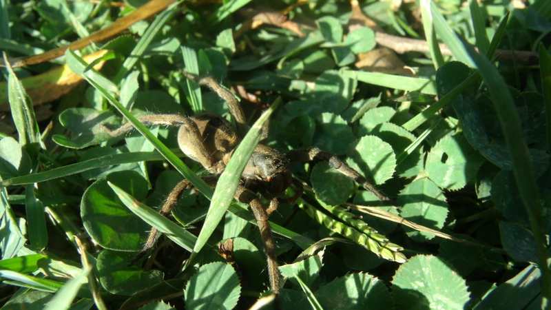 Photo Araña Lobo De Quelíceros Rojos