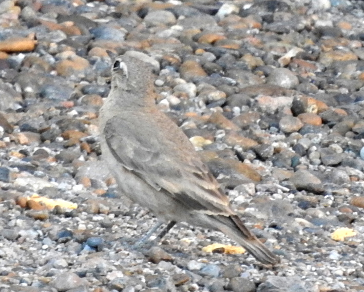 Foto Caminera Colorada