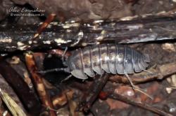  (Armadillidium nasatum)