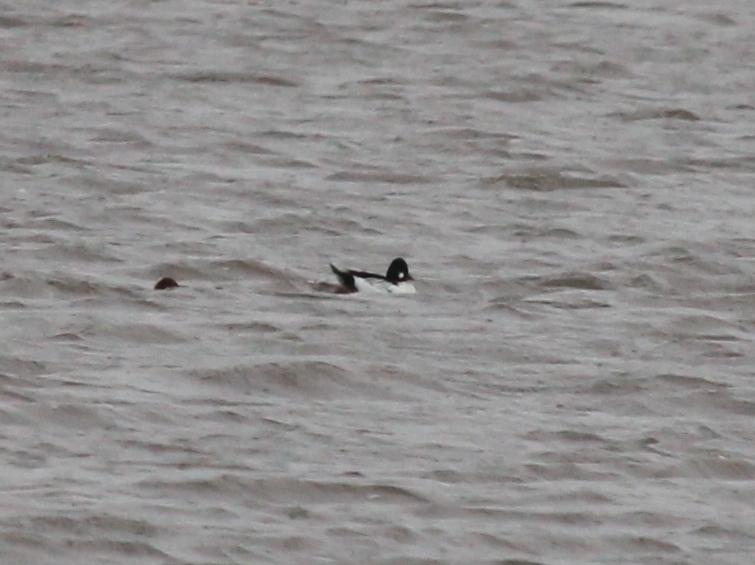 Photo Porrón osculado