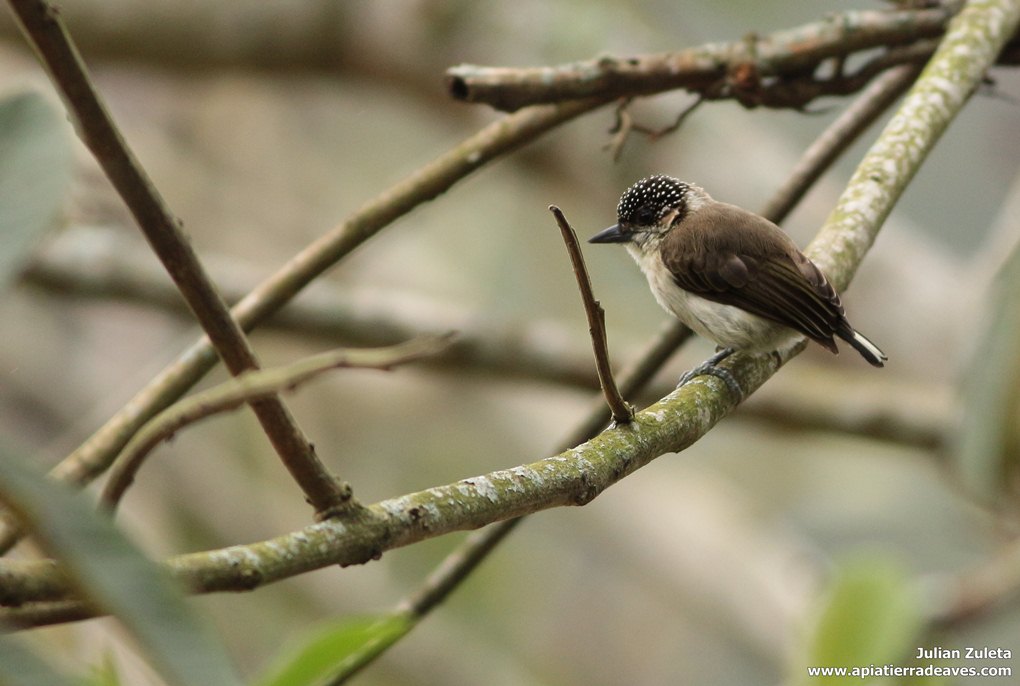 Foto Carpinterito Colombiano