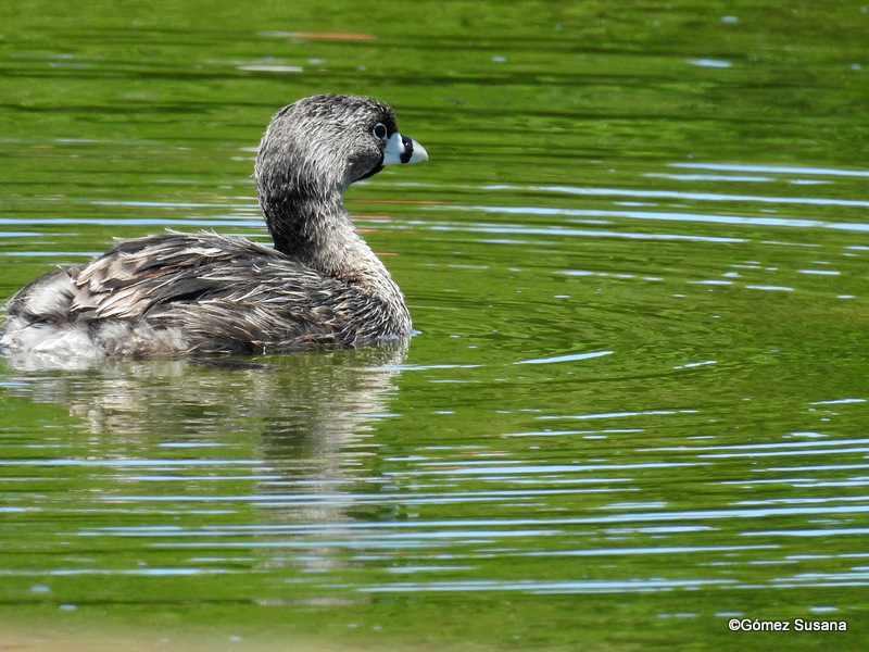 Foto Macá Pico Grueso