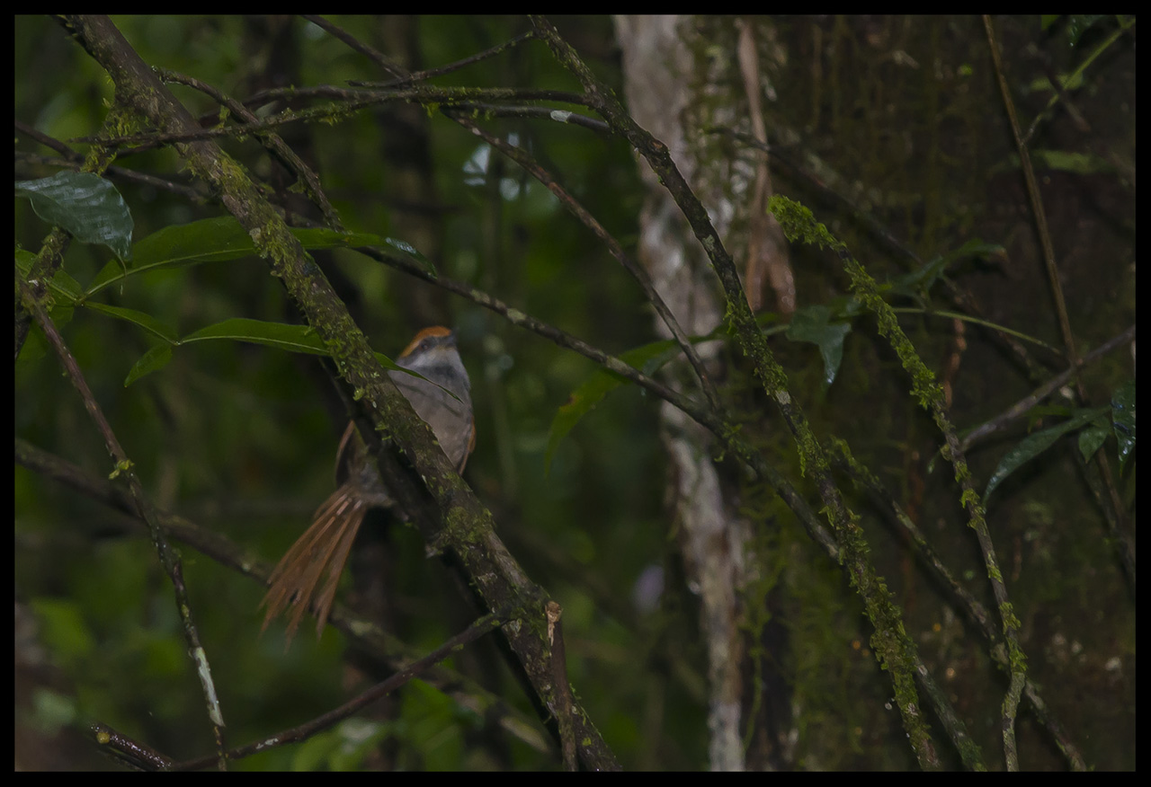 Photo Pijuí Corona Rojiza