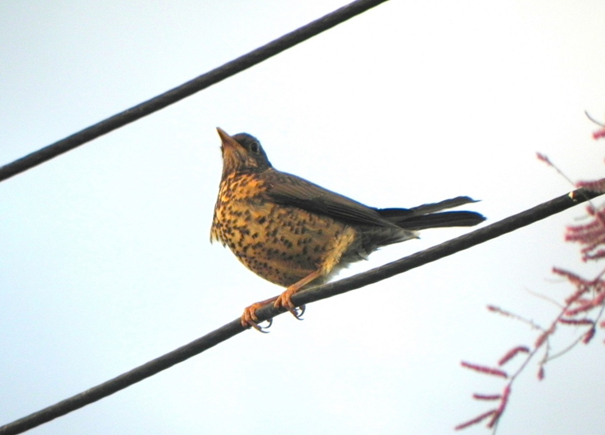 Photo Zorzal Patagónico