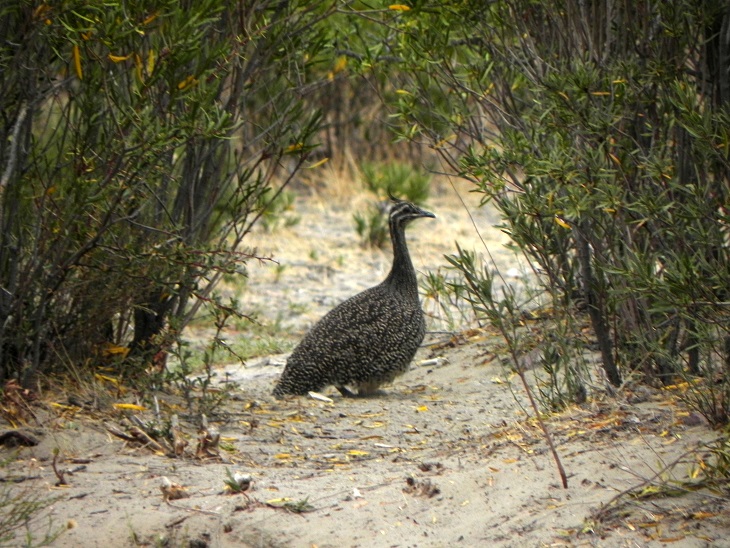 Foto Martineta Común