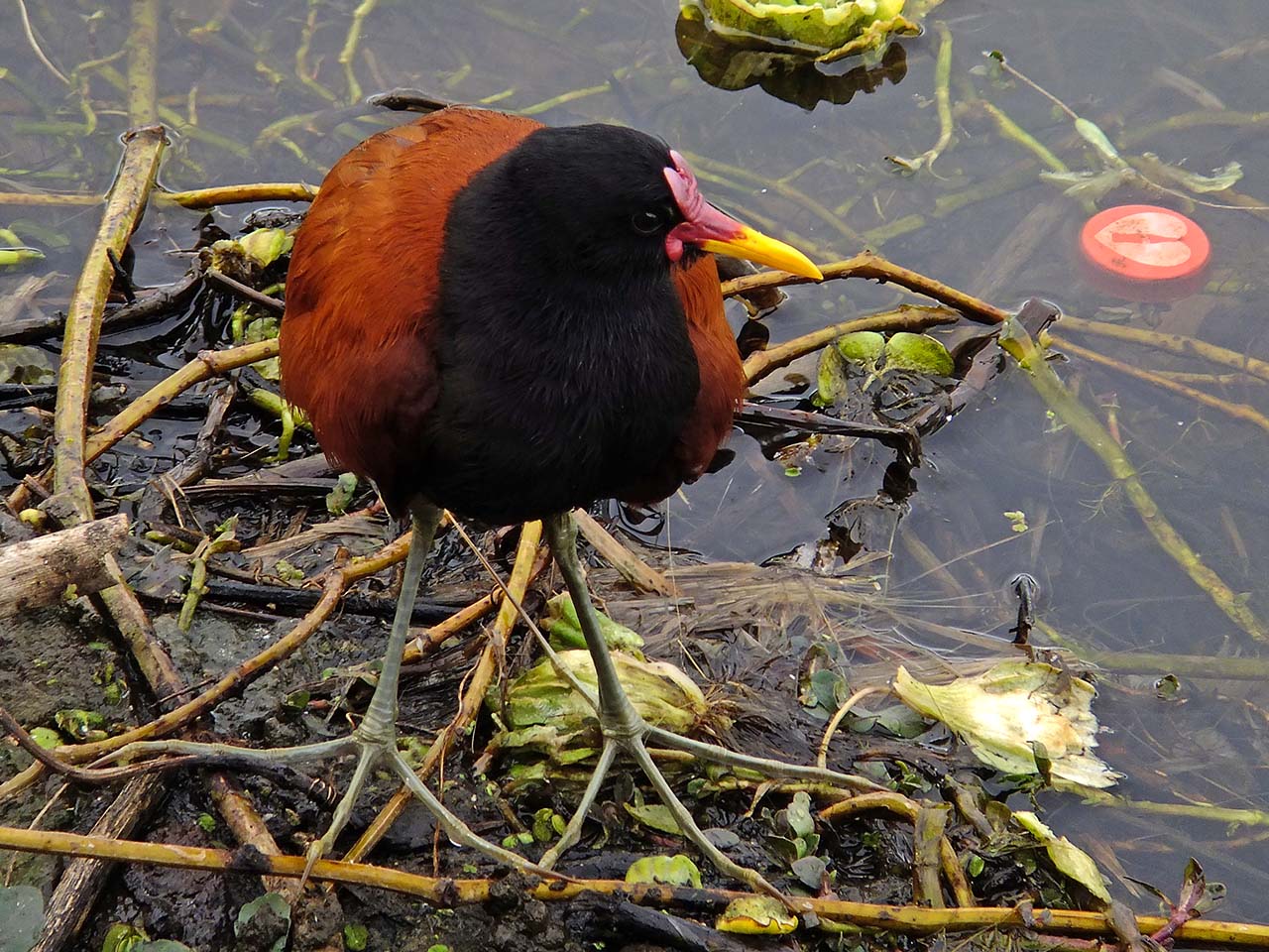 Photo Jacana