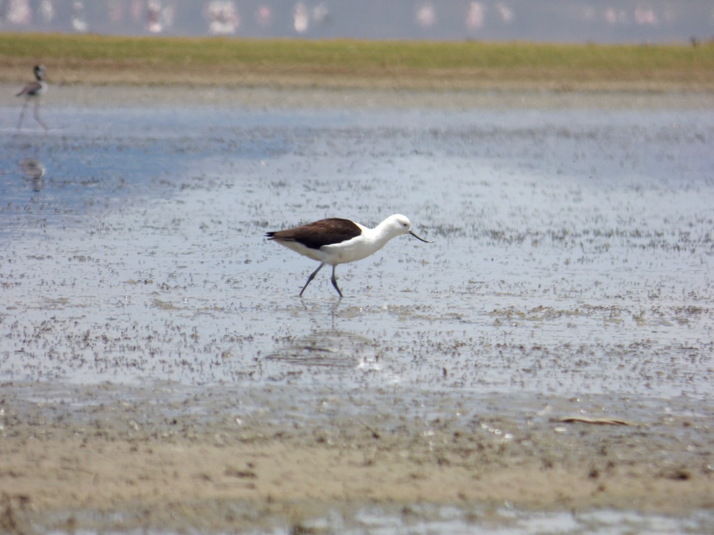 Foto Avoceta Andina