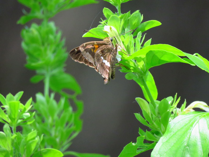 Foto Plateada Común