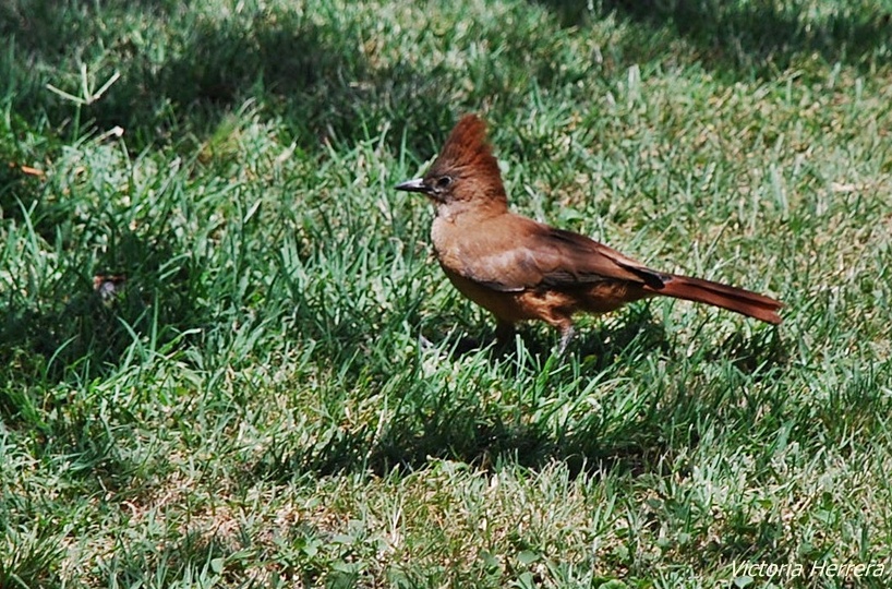 Foto Cacholote Castaño