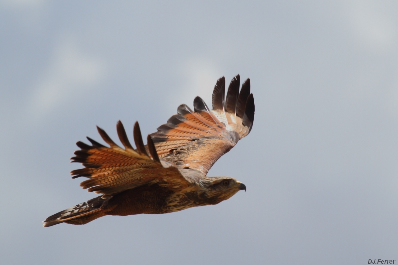 Foto Aguilucho Colorado