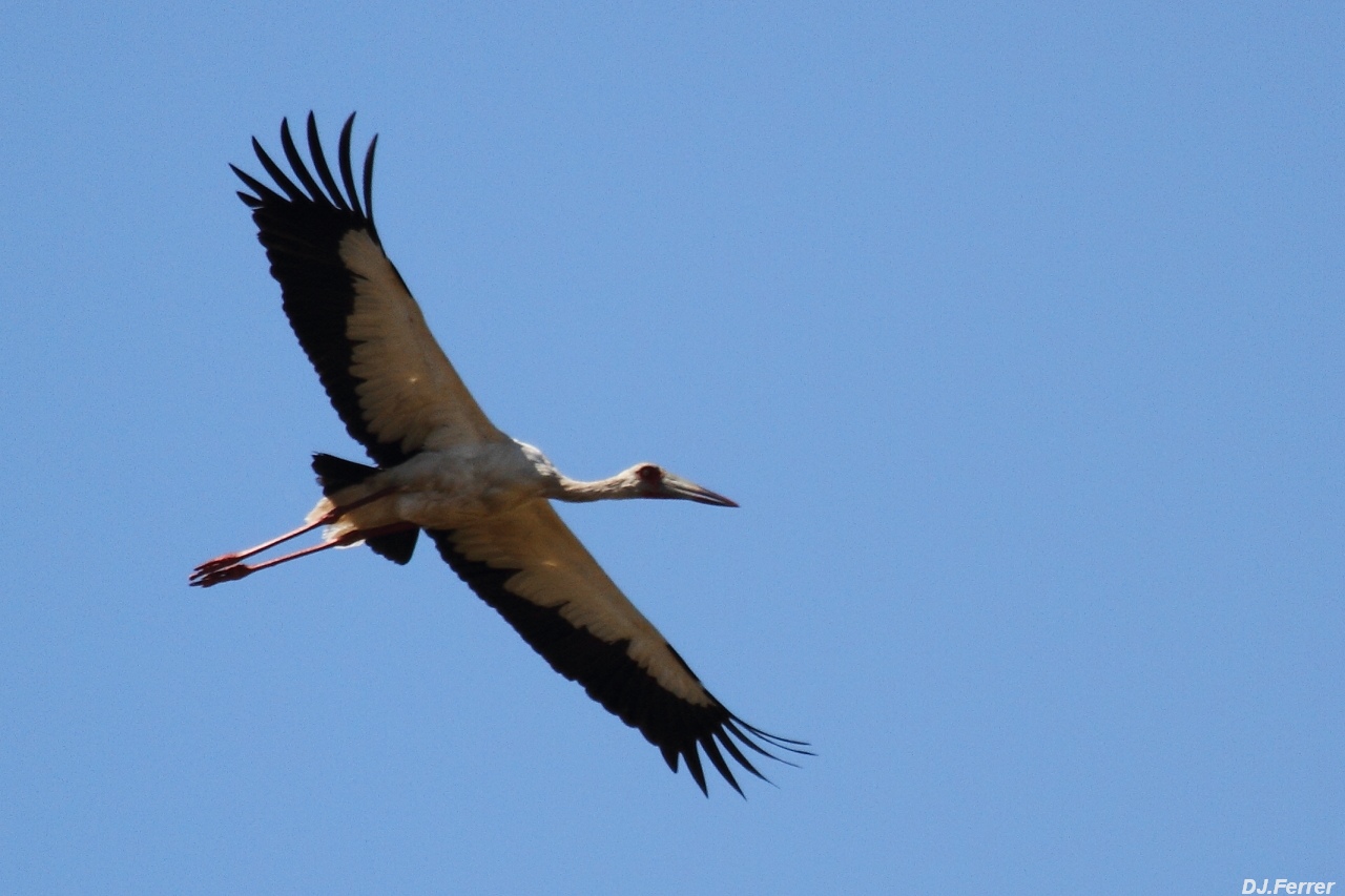 Foto Cigüeña Americana