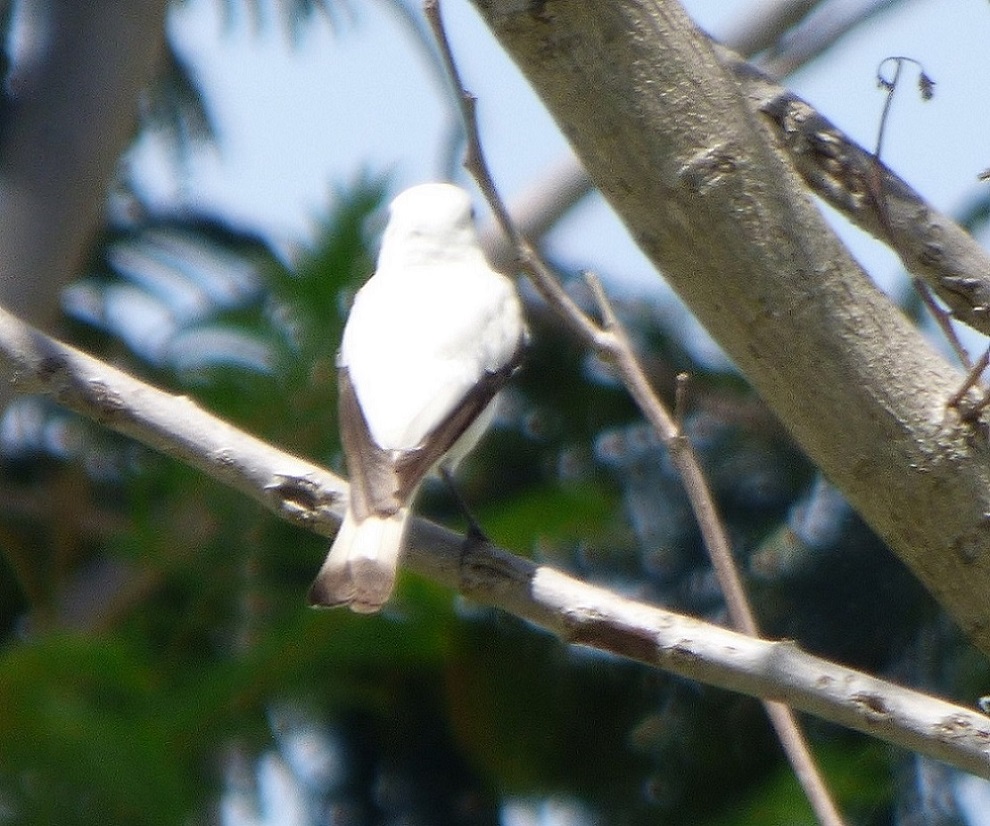 Foto Monjita Blanca