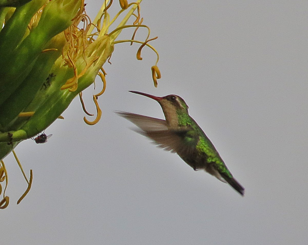 Foto Picaflor Común