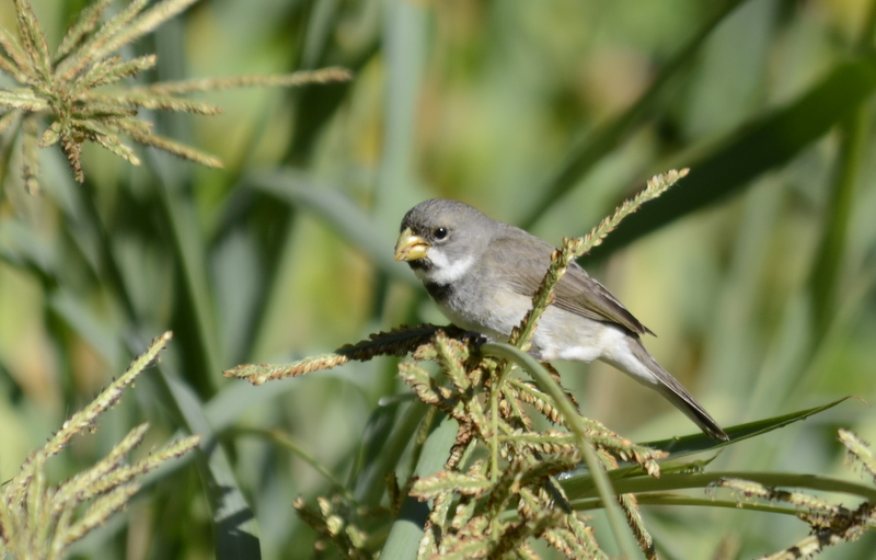 Foto Corbatita Común