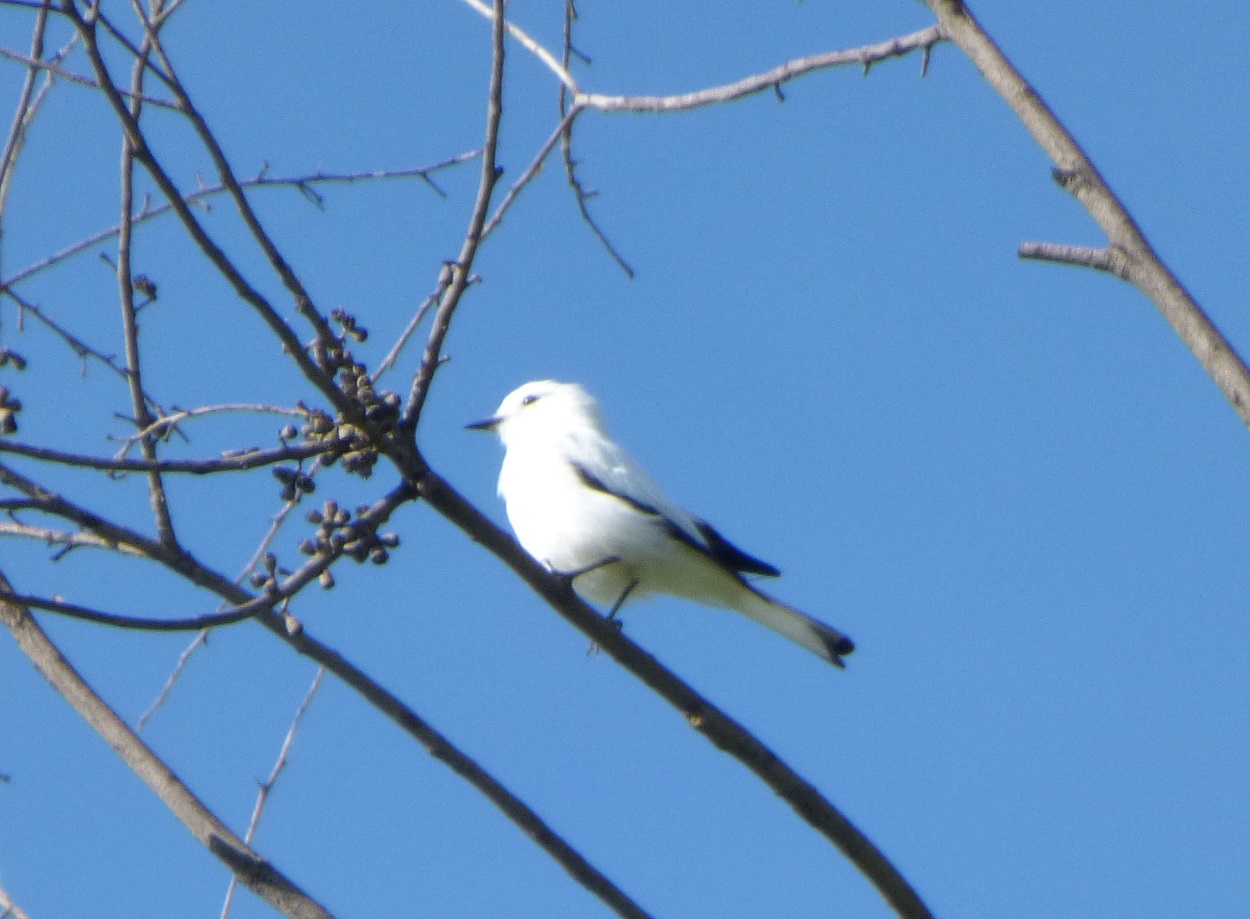 Foto Monjita Blanca