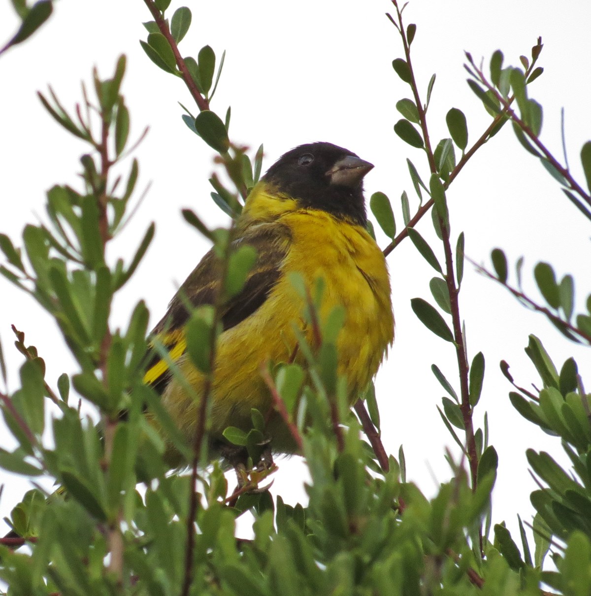 Foto Cabecitanegra Común