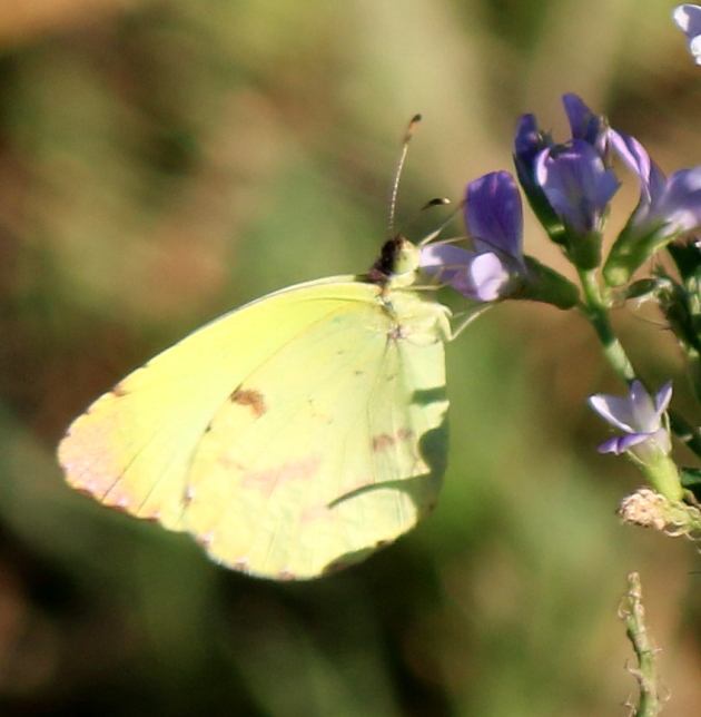 Foto Limoncito Común