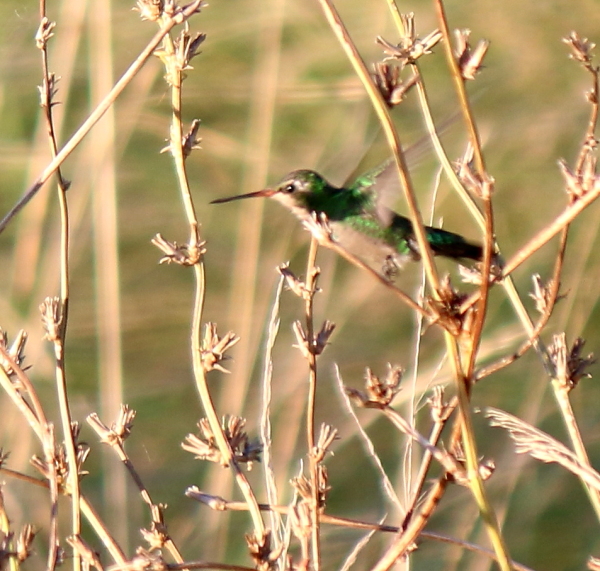 Photo Picaflor Común