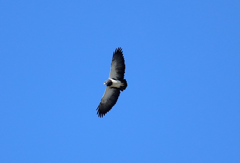 Foto Águila Mora