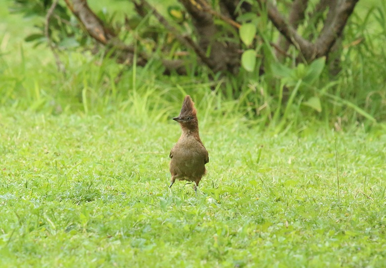 Photo Cacholote Castaño