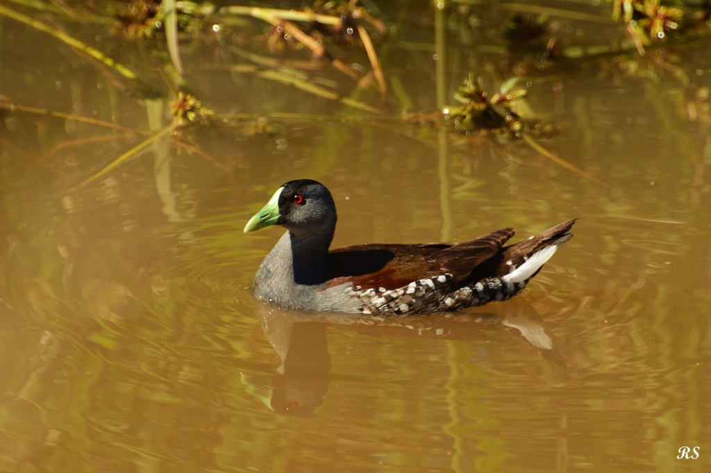 Foto Pollona Pintada
