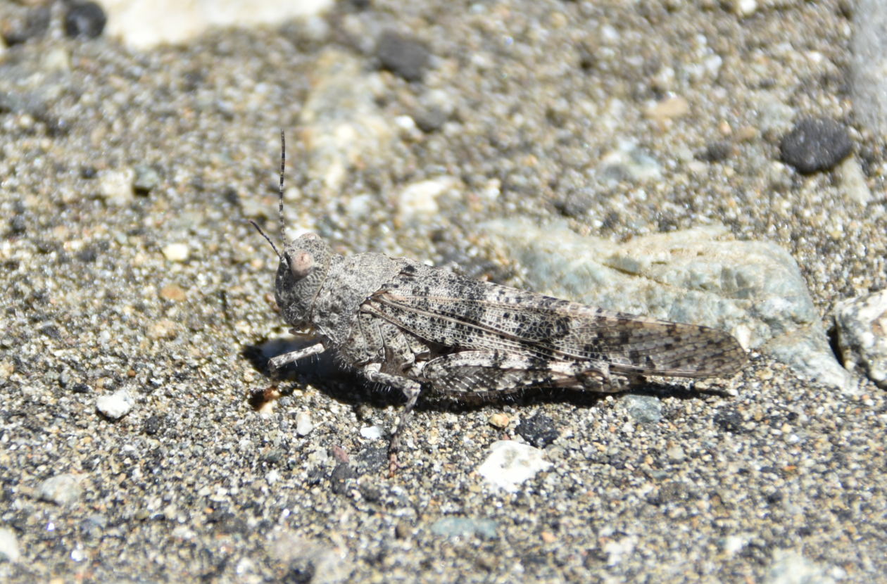 Foto Tucura de Alas Pálidas