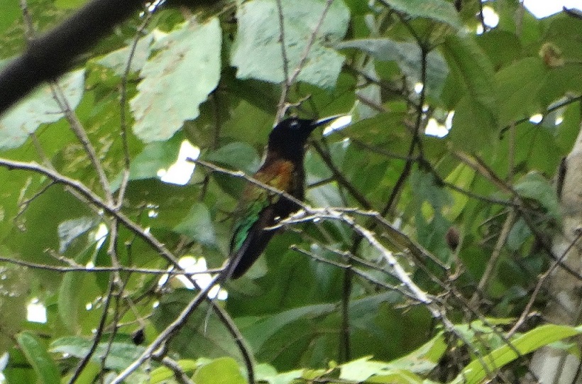 Foto Topacio Candela de Cola Morada