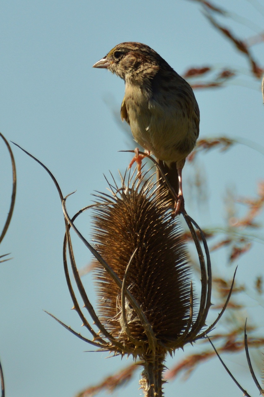 Foto Cachilo Ceja Amarilla