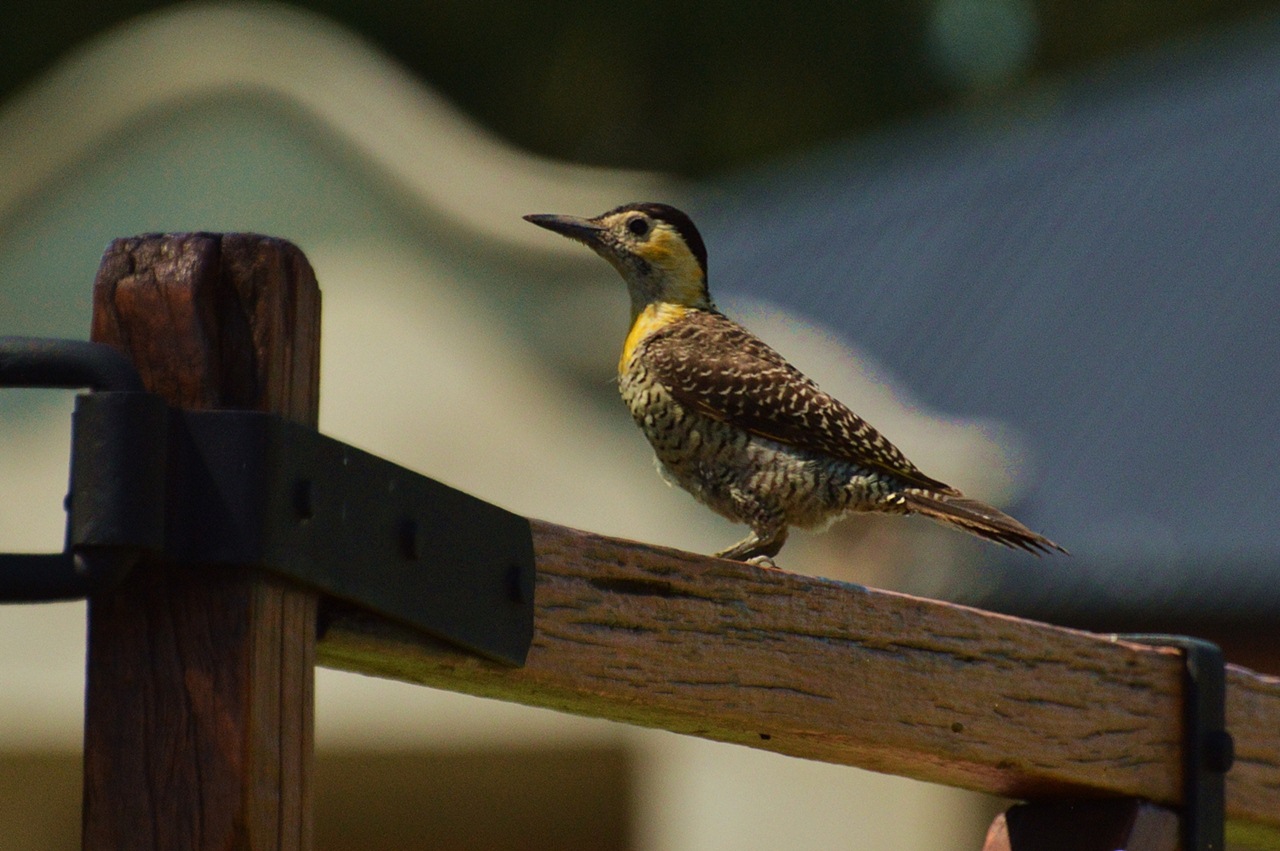 Foto Carpintero Campestre