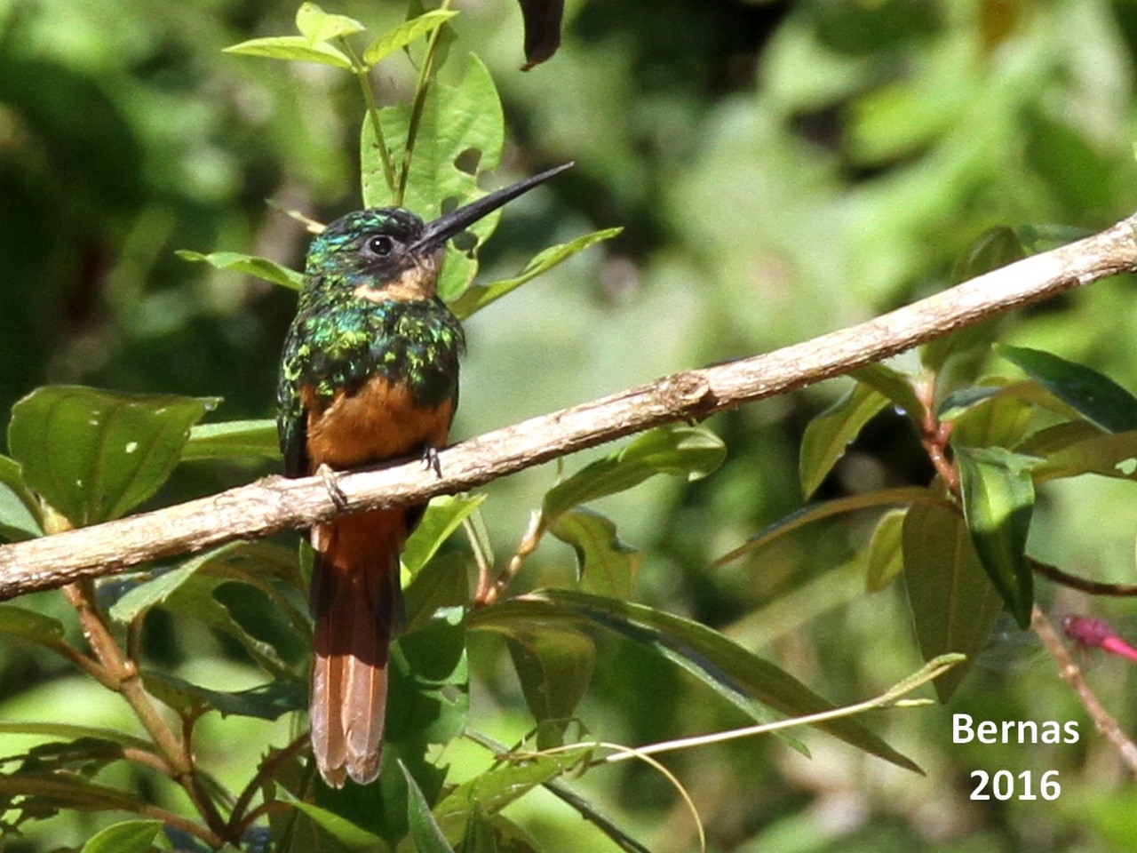 Foto Jacamar Rabirrufo