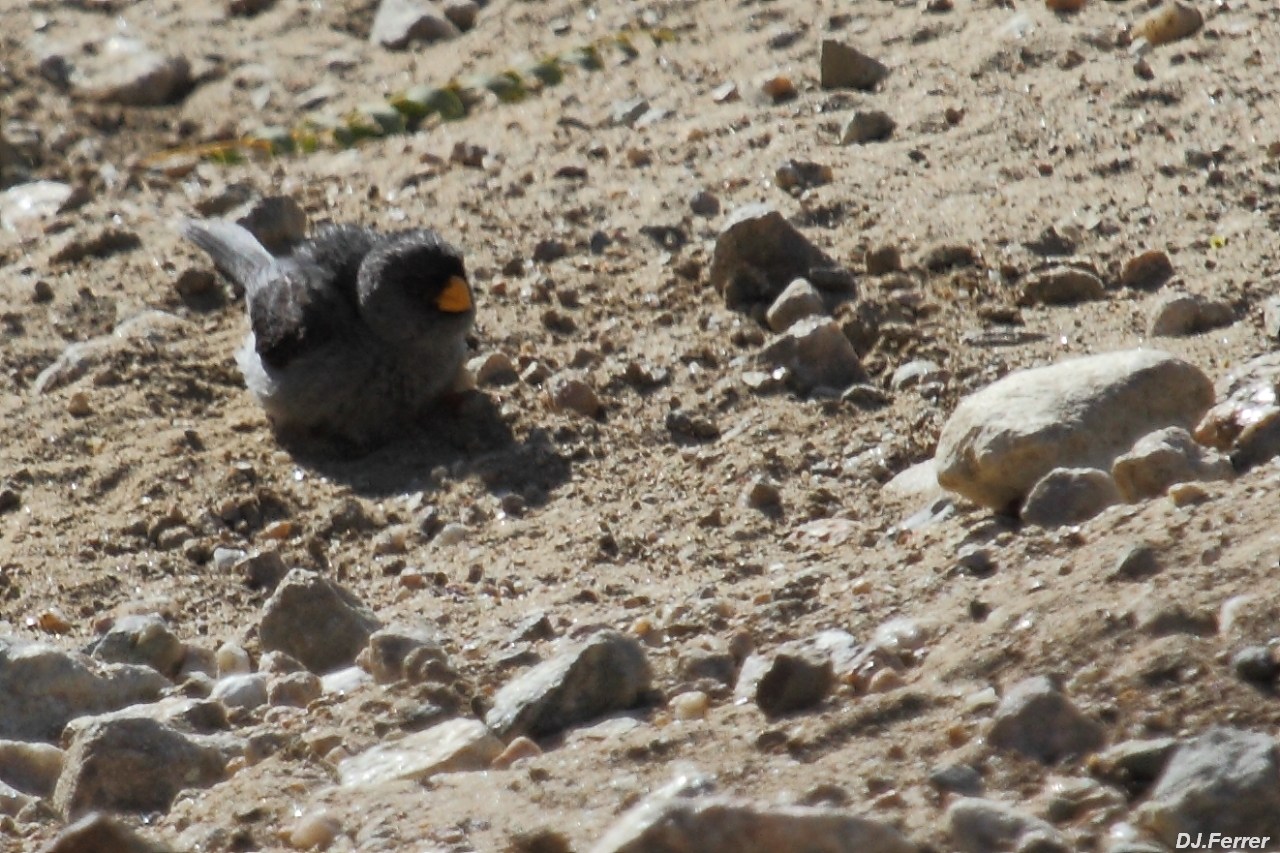 Foto Piquitodeoro Común