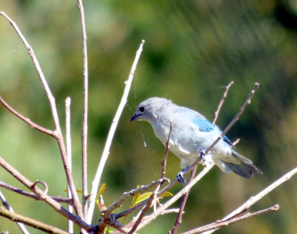 Foto Celestino Común