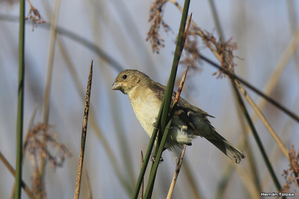 Foto Corbatita Común