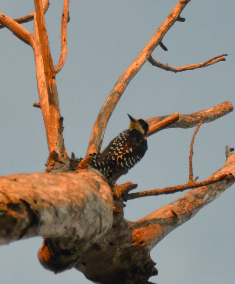 Foto Carpintero del Cardón