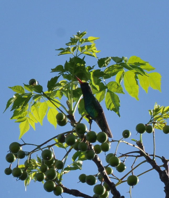 Foto Picaflor Común