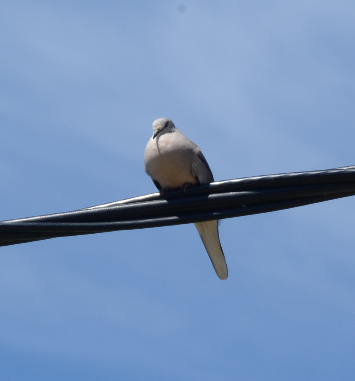 Foto Torcacita Común