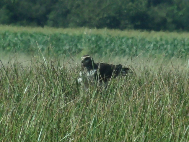 Photo Gavilán Planeador