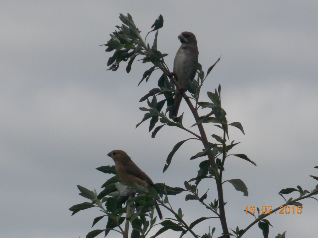 Foto Corbatita Común