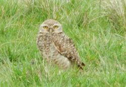 Foto Lechucita Vizcachera