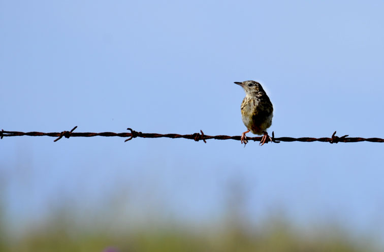 Foto Cachirla Común