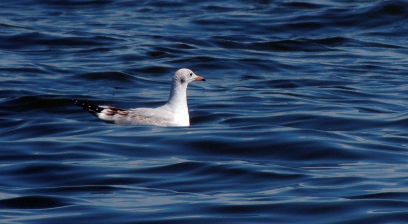 Foto Gaviota Capucho Café