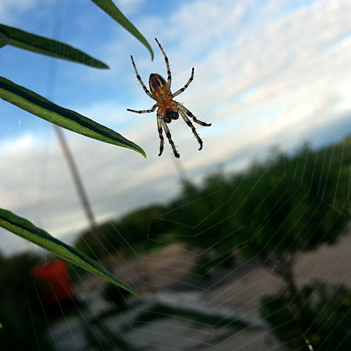 Photo Araña Tejedora Naranja